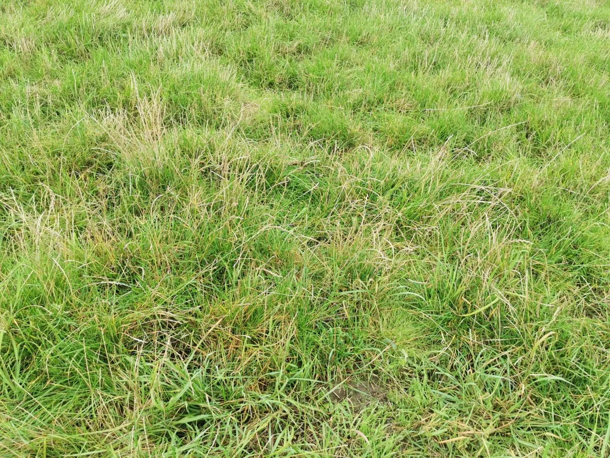 Fårene sikrer en grundig og effektiv afpudsning og er med til at reducere færdslen med maskiner i marken. 