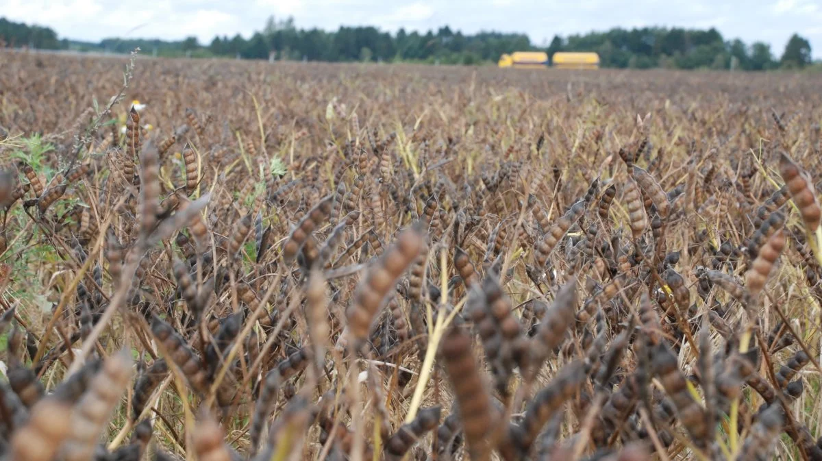Lupin anses for at været et godt kvægfoder. Blandt andet på grund af lupiners høje indhold af fedt og protein – ikke mindst sammenlignet med ærter og hestebønne. Arkivfoto
