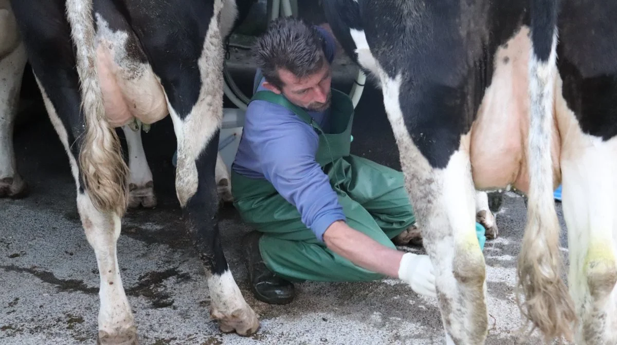 Med viden om, at der sker overførsel af alkaloider fra koens foder til mælk, er der behov for at dykke dybere ned i problemstillingen, lyder det fra danske konsulenter. Det sker på baggrund af resultater fra tysk forsøg, der viser, at der kan ske en overførsel af alkaloider fra lupiner i kvægfoder til mælk. Arkivfoto 