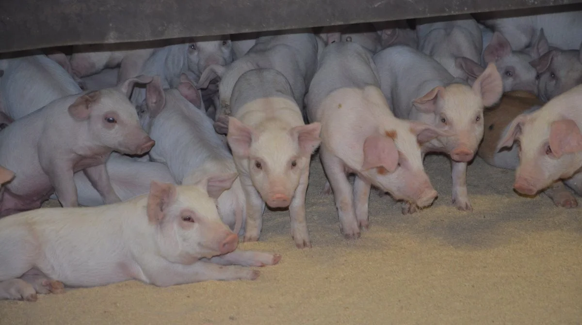 En uændret tysk notering for smågrise medfører en øget stabilitet på det tyske smågrisemarked, oplyser Danske Svineproducenter. Arkivfoto: Camilla Bønløkke