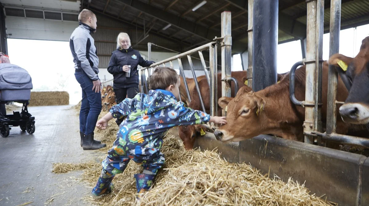 Familien Danmark får mulighed for at møde både kreaturer, fjerkræ og svin, når der afholdes Åbent Landbrug 85 steder rundt i landet på søndag den 17. september. Arkivfoto