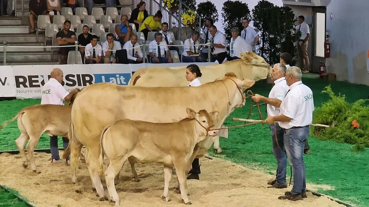 Bedømmelse af Blonde d'arquitaine som én af flere franske kødracer.