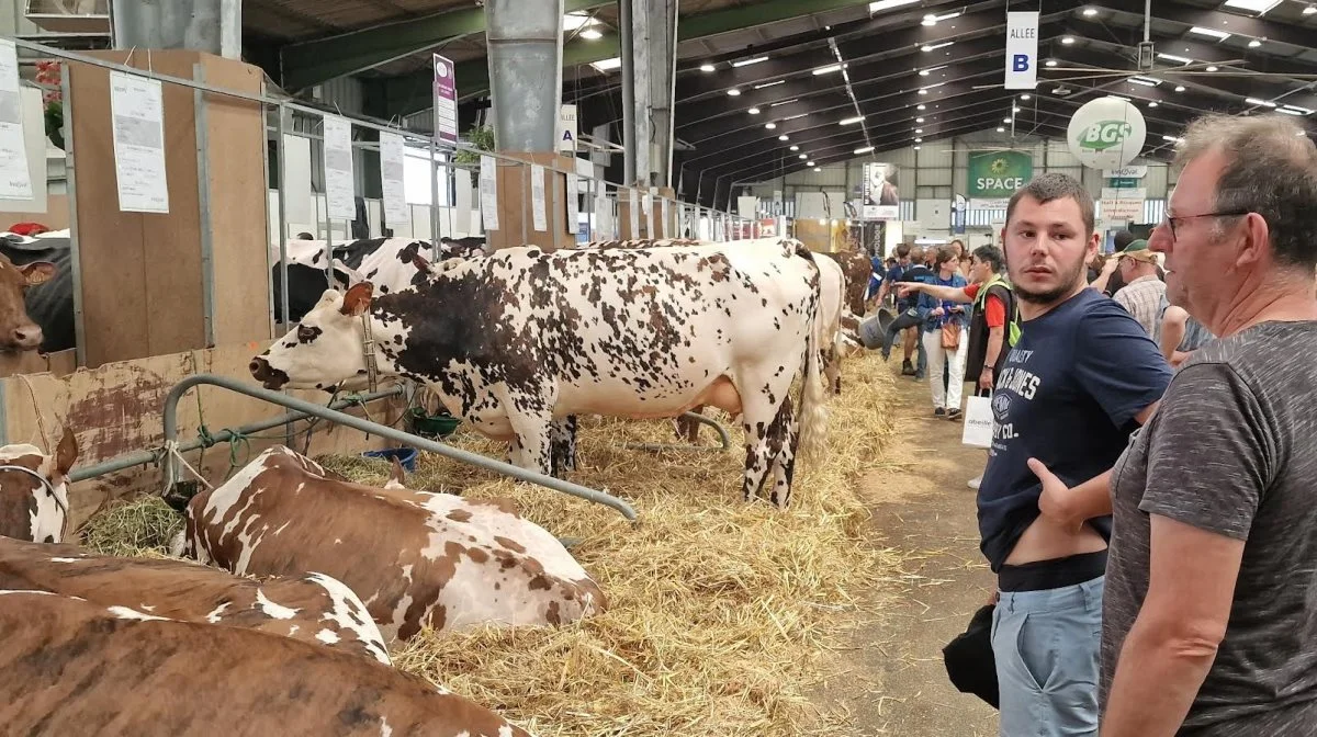 Den plettede kvægrace Normandie kaldes også vikingernes kvæg, da de vilde danskere bragte racen med sig til Normandiet. Space-udstillingen foregår i Normandiets hovedstad, Rennes.