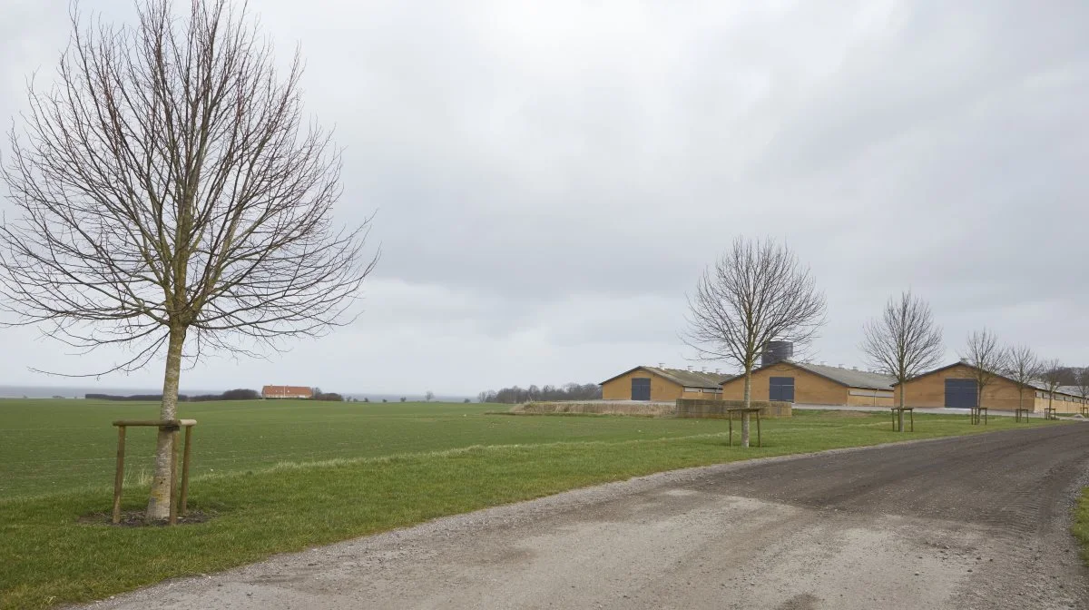 I foråret stod hveden grøn på marken ved indkørslen til Skovhave, mens efterafgrøderne var sprøjtet ud, nedmuldet og havde efterladt en sort mark. Jørgen Jørgensen er ikke i tvivl om, at hvedemarken reducerer udvaskningen mindst lige så meget som efterafgrøderne. Arkivfoto: Erik Hansen