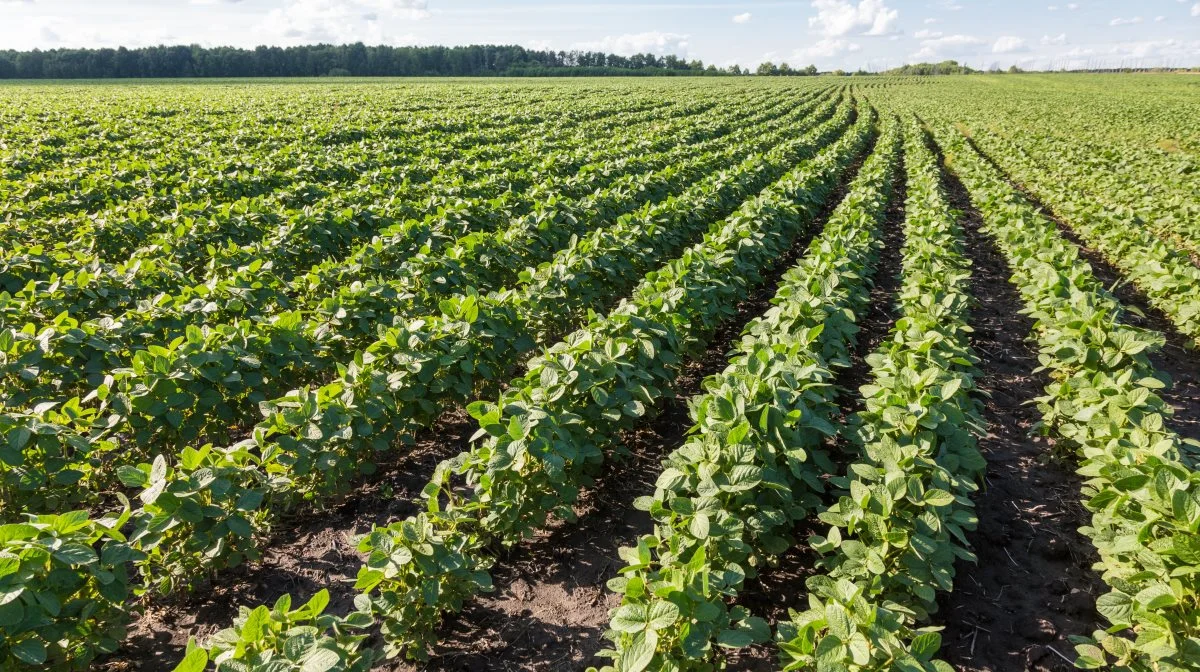 - En El Niño i denne vinter vil formentlig have positiv effekt på sojaavlen i Nord- og Sydamerika, mens den er negativ for palmeolien i Sydøstasien, vurderer AgroMarkets. Foto: Colourbox