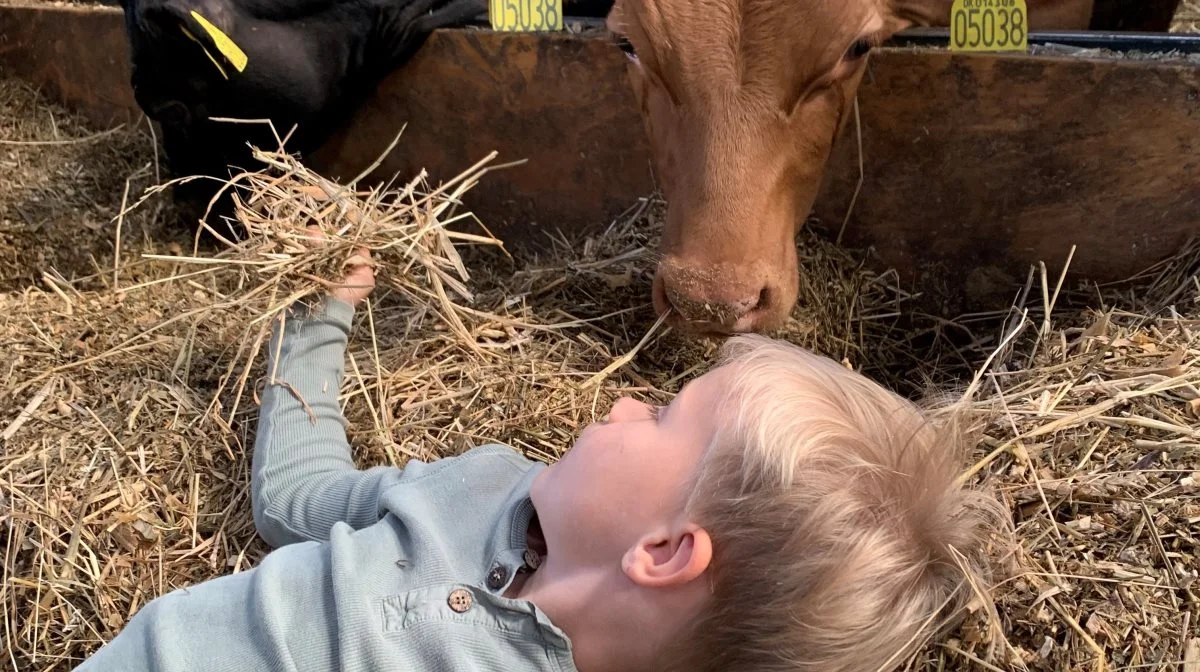 4-årige Christian Rasmussen har været på Åbent Landbrug, siden han blev født. Han var sammen med sin mor og mormor, Anna Sørensen og Bettina Sørensen, fra Vordingborg, og oplevede i år kalvene fra en anderledes vinkel. Foto: Jesper Hallgren   