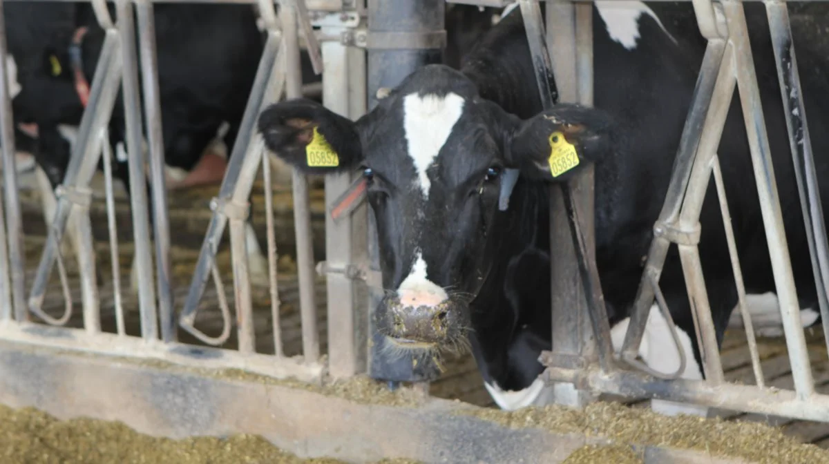 Dansk Holstein forventer at nå samme antal tilmeldte til årsmødet som sidste år. Arkivfoto: Line Brusgaard