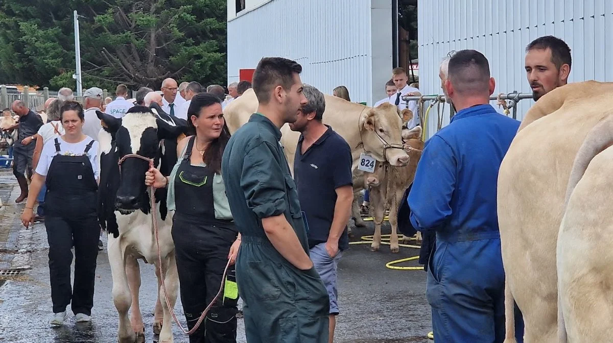 Snakken om de lave kødpriser går blandt de franske kvægbrugere - her på sidste uges store dyrskue Space i Bretagne.