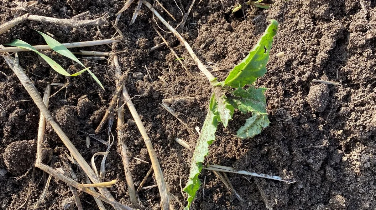 - Modsat kvik, som vokser hele efteråret, går tidsler i dvale. Selvom man tror, at man har fået styr på tidslen, kan det godt ligge i dvale hen over vinteren og gemme sig under harvedybden. Man må derfor ikke bliver fristet til at pløje før jul, men vente til foråret, hvis man har problemer med tidsler, siger Peter Mejnertsen. 