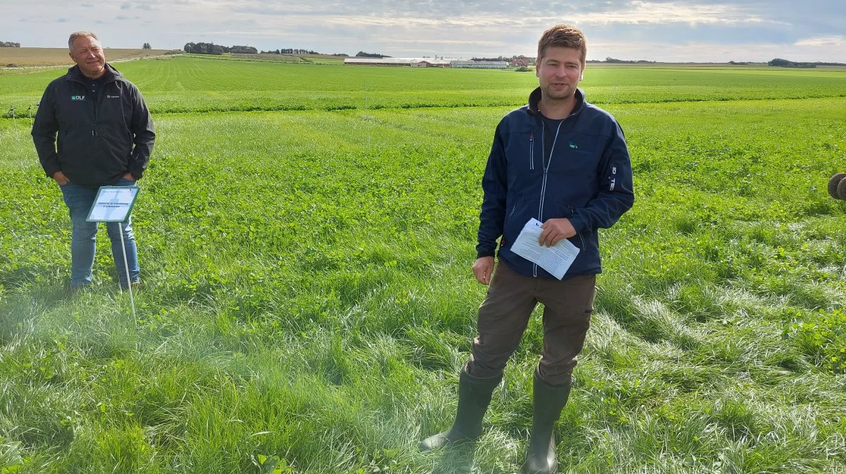 LandboNords planteavlskonsulent Jens Bay (forrest) gav tips til god etablering af græsmarken, mens produktkonsulent Tom Vestergaard fra DLF stillede skarpt på græssernes præstationer, når tørken rammer. Fotos: Christian Carus