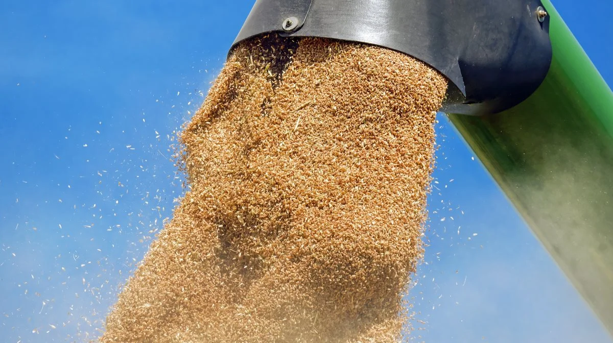 Massive mængder af hvede vælter ud af de russiske mejetærskere, alt imens der er udsigter til prisfald på hvede ifølge AgroMarkets. Arkivfoto