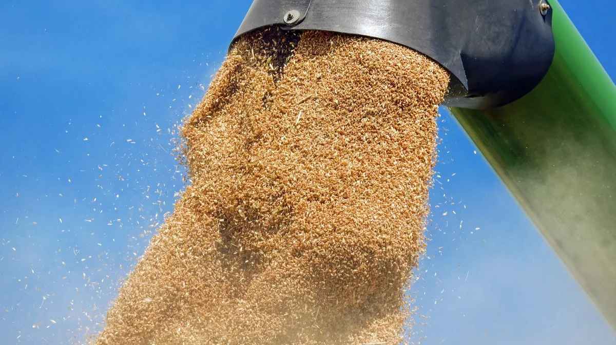 Russerne er med deres billige korn blevet hovedleverandør af korn til verdens største kornmarked, Egypten. Foto: Colourbox
