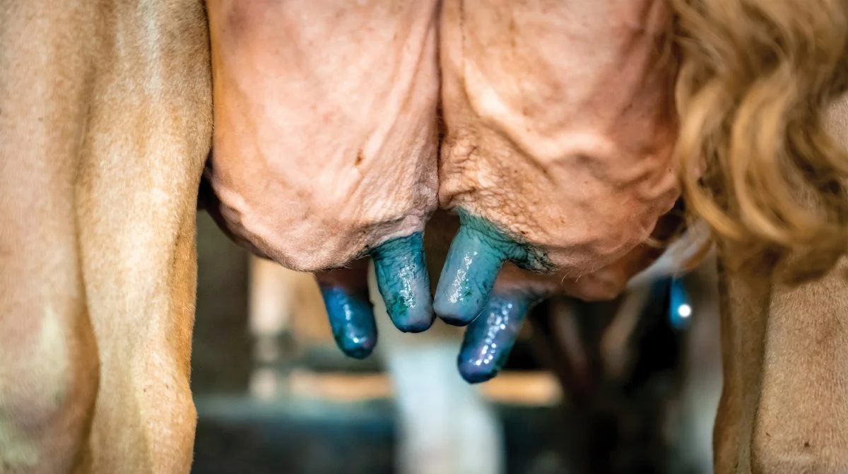 En god forberedelse og malkerutine, kombineret med pattedesinfektion efter malkning, har en dokumenteret effekt på at nedbringe mastitis. Foto: DeLaval