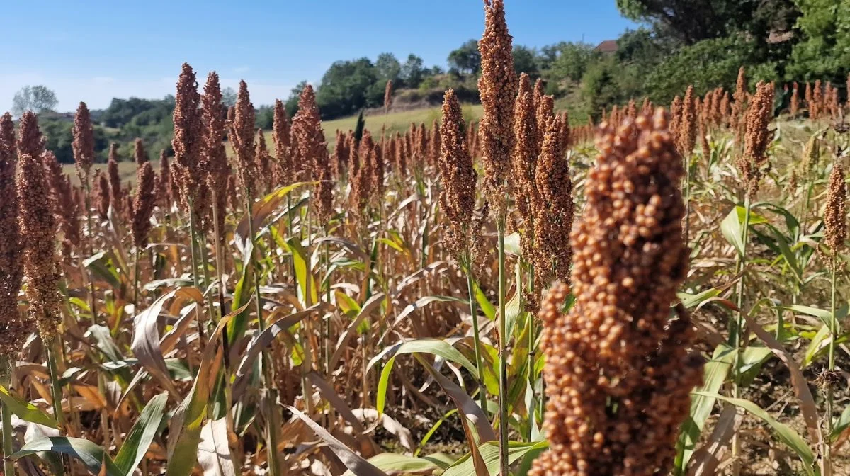 Sorghum kaldes også for milokorn. Det dyrkes ikke kun her i den sydlige del af Frankrig, men kloden rundt i de varme områder. Det er verdens 5. vigtigste kornart og breder sig - ligesom majs har gjort - op nordpå til Danmark.