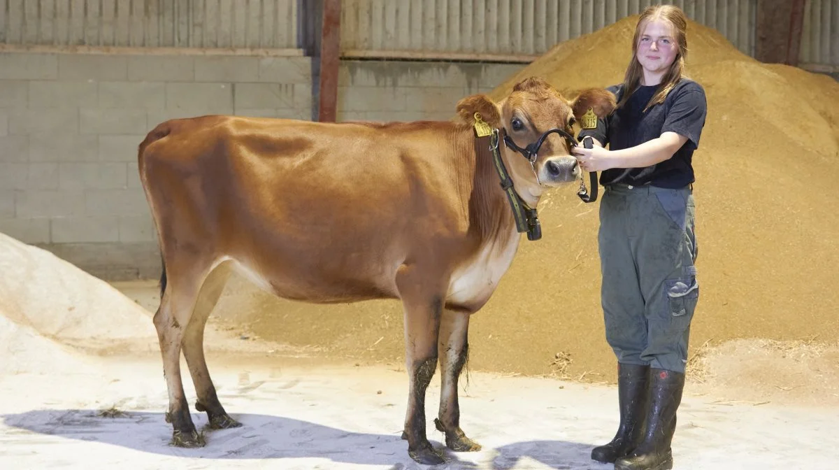 Freya Nienhus stiller med tre dyr til Kimbrerskuet. Hun havde udstillerdebut i marts og er netop hjemvendt fra EM i showmanship i Belgien. Fotos: Tenna Bang