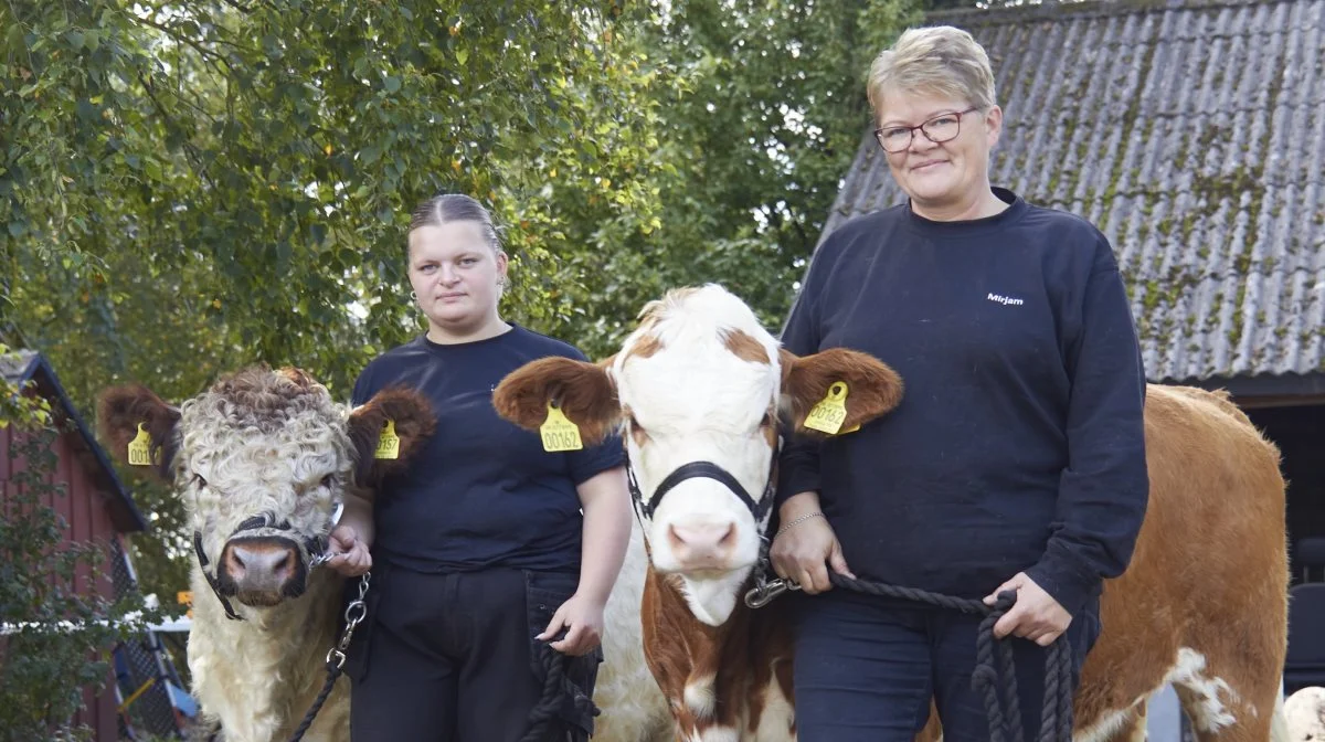 På ejendommen er der både Simmental og Galloway. Frank er vild med Simmental, Mirjam er vild med Galloway, og datteren Hannah har en passion for tyrene. 