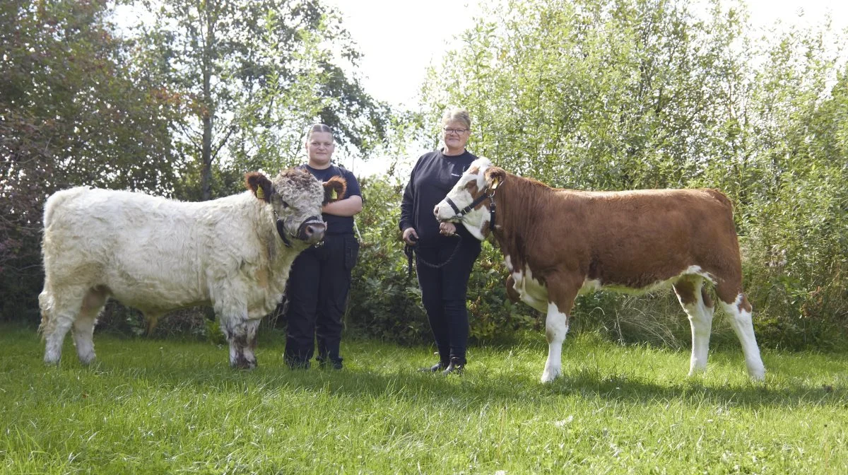 Simmental-kvien Lægsgaard Ofelia og Galloway-tyren Damsgaard Trolderik er klar til Kimbrerskuet. De udstilles af Frank Olesen og Mirjam Bertelsen – og trækkes her af Mirjam og datteren Hannah. Fotos: Tenna Bang