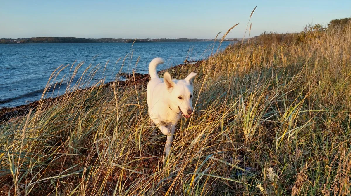 Yngletiden er forbi, så mellem den 1. oktober og 31. marts må du igen slippe hundesnoren på langt de fleste danske strande. Arkivfoto: Camilla Bønløkke