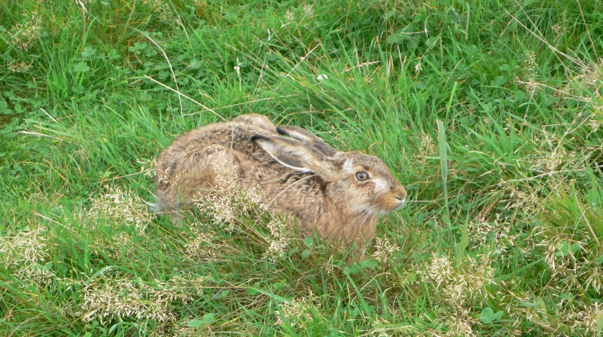 Hare. Foto: Bøje Østerlund