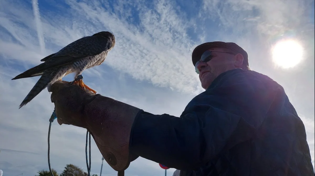 Flemming Salomonsen har de seneste fem år fokuseret på at bruge høge og falke til skadedyrsbekæmpelse. Fotos: Christian Carus