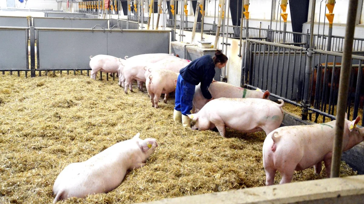 Seges Svineproduktion tilbyder sammen med en række landbrugsskoler kurset »Svine Go’ Driftsledelse«. Et kursus, der både udbydes på dansk og på engelsk. Arkivfoto: Camilla Bønløkke