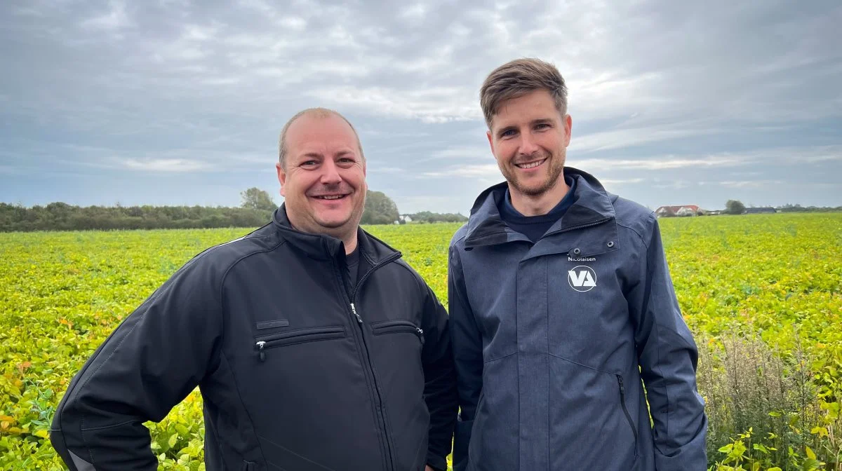 Aksel Duedahl og Jacob Sand Nicolaisen er indtil videre optimistiske, når de ser på mængden af bælge og bønner i marken. 