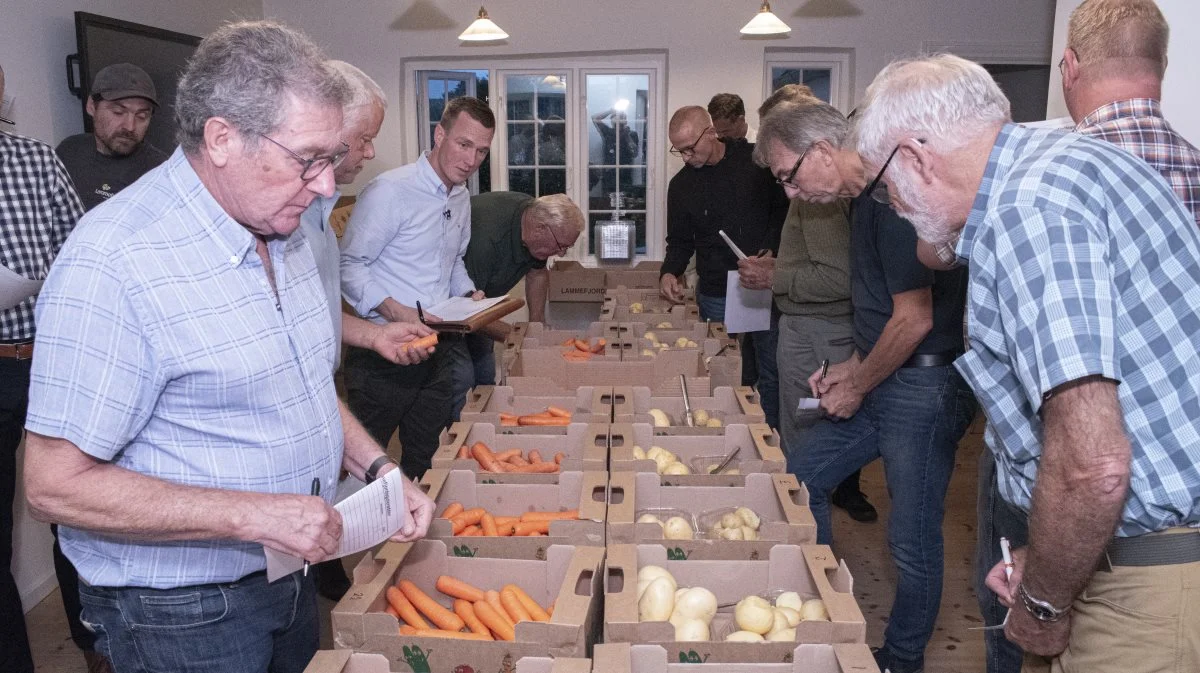 Gulerødder og kartofler linet op til prækvalifikationen forud for finalen i Lammefjordens Grand Cru. Det er medlemmer af Lammefjordens Grøntsagslaug, som vurderer varerne. Foto: Ulrik Larsen