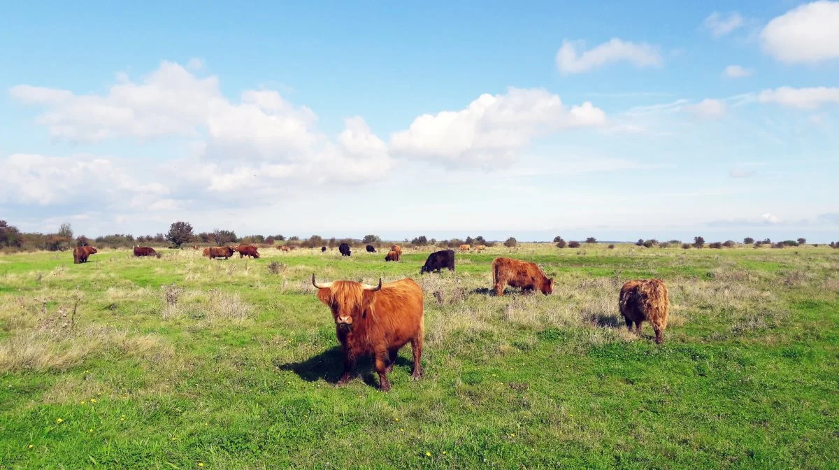 At man har græssende dyr, for eksempel kreaturer, til at gå over en lang periode under store hegn er altså med til at åbne op for biodiversiteten, som giver mere gunstige forhold for jægerne. Arkivfoto: Camilla Bønløkke