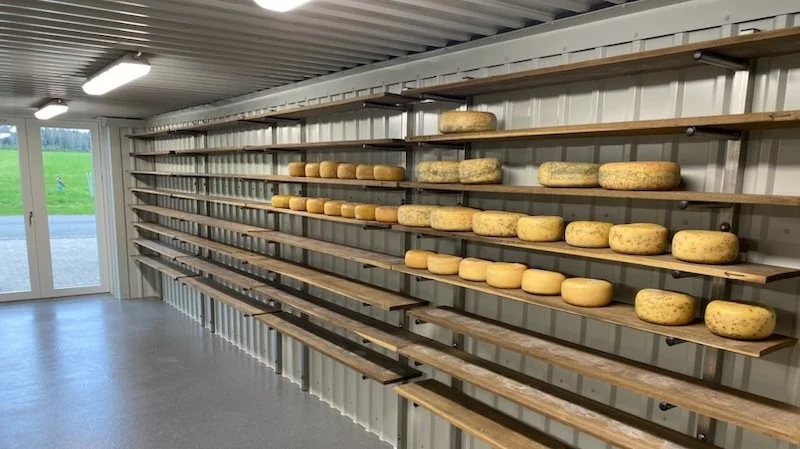 I sidste uge kom de første gedeoeste på hylderne hos Nørgaards Geder. Det er planen, at der skal laves op mod 300 kg ost om ugen på det nye gedeostemejeri. Foto: Nørgaards Geder