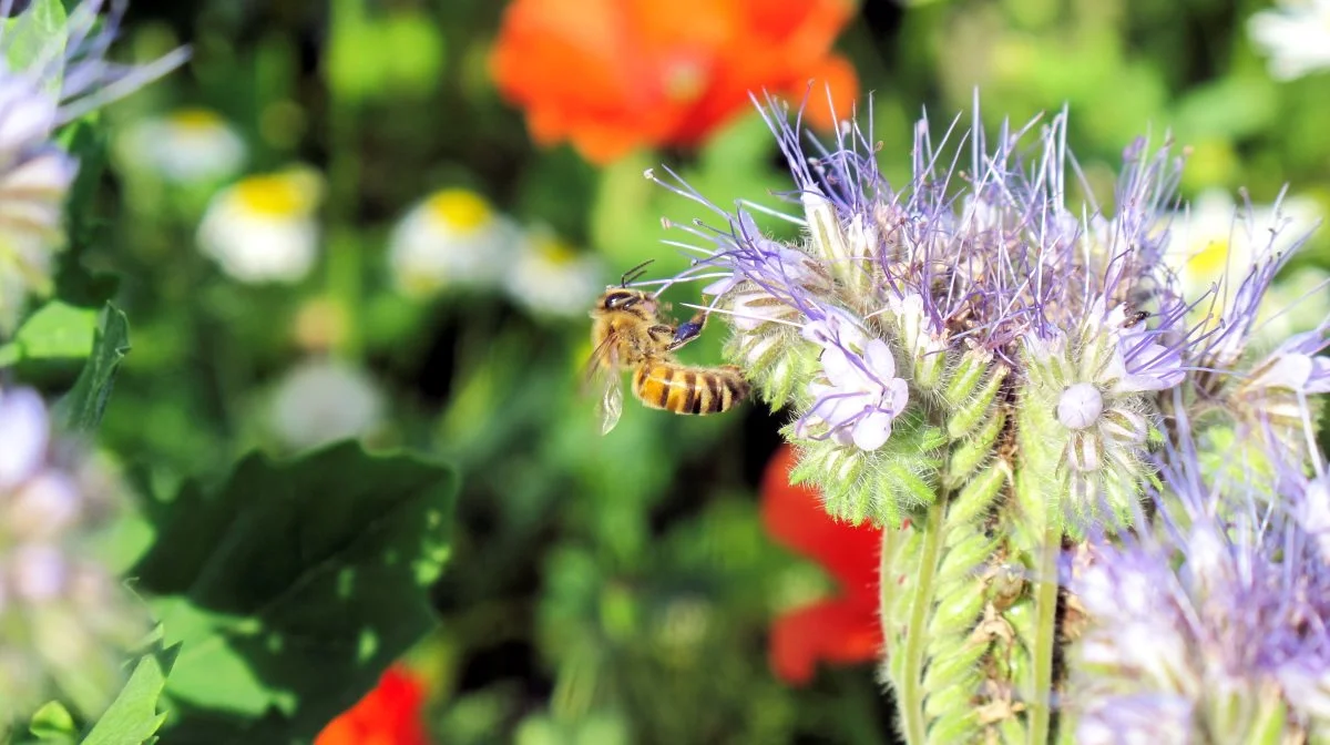»Mere natur og biodiversitet i agerlandet« er blandt andet et tema, når Landbrug & Fødevarer Sektor for Økologi afholder årsmøde for økologer den 26. oktober på Hansenberg i Kolding. Arkivfoto: Camilla Bønløkke