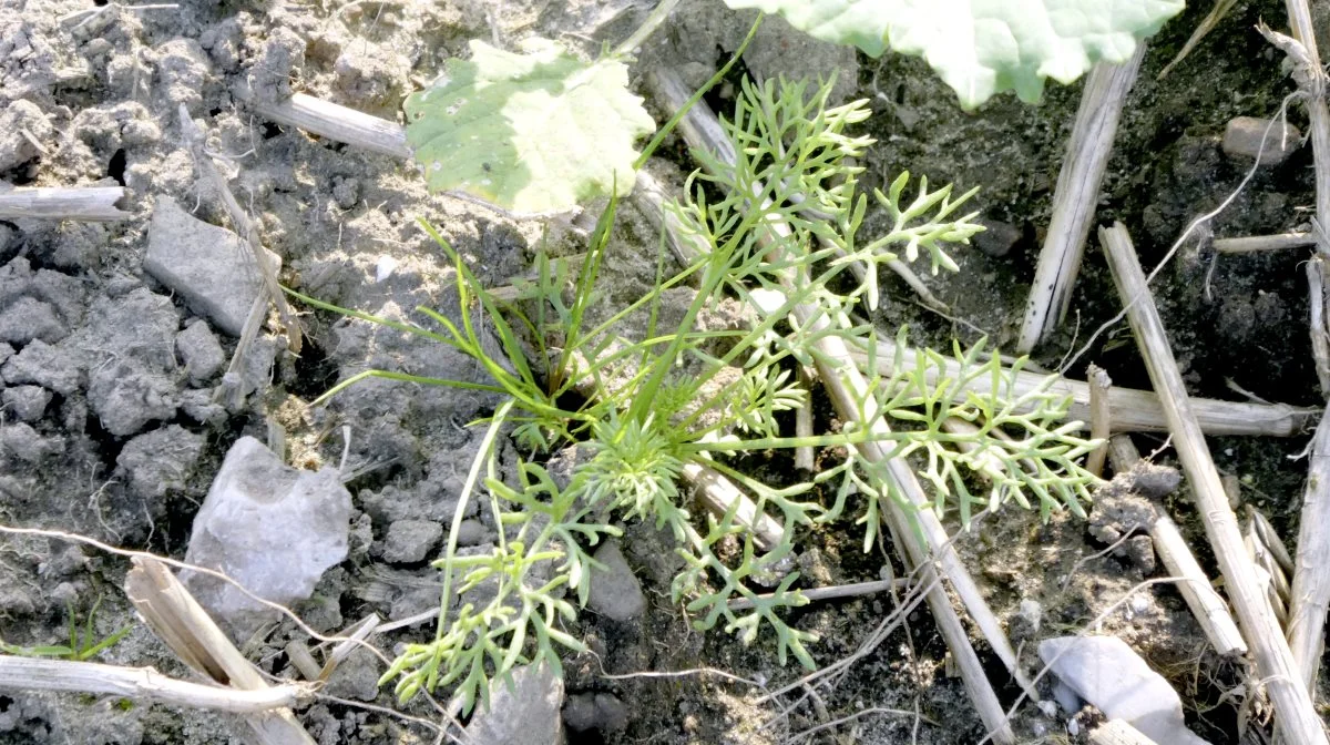 Dronen gør det muligt at lokalisere ukrudt - som her en kamille i en rapsmark - samt observere svampe- og insektangreb i et tidligt stadie. Arkivfoto