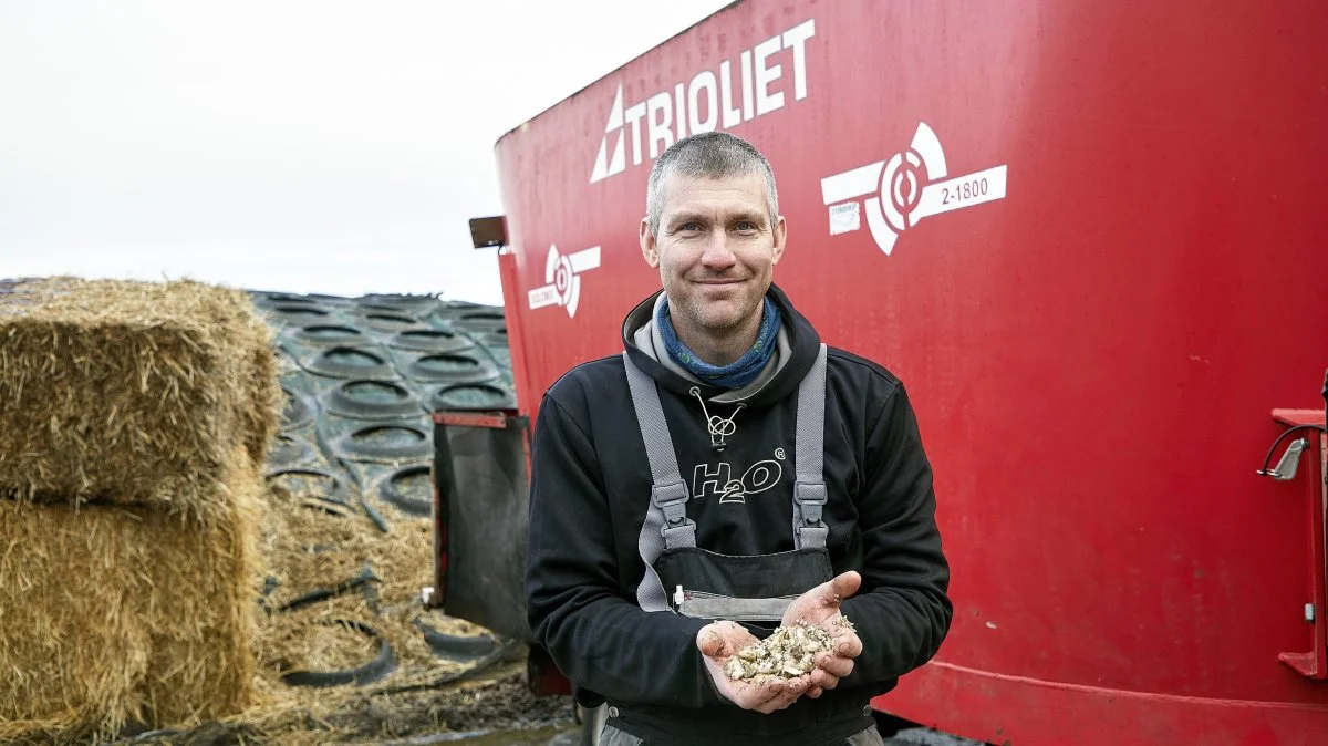 Køer er vilde med roer – men kan roer kombineres med en optimal produktion? Ja, mener Ole Hansen, der mærker en stigende interesse fra kolleger. Foto: Sagro