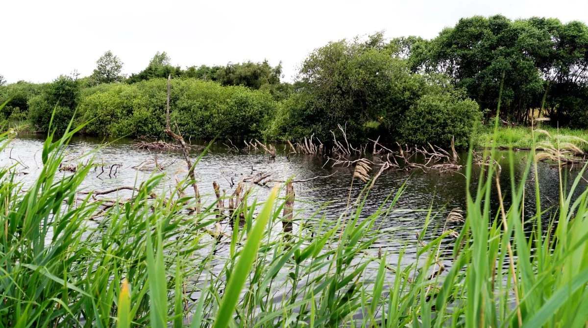 Landbrug & Fødevarer arbejder mod, at naturarealer kategoriseres som landbrugsareal. Arkivfoto