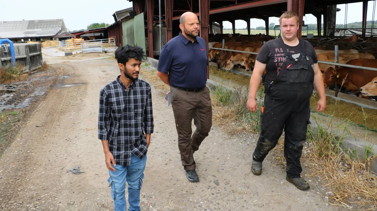 Moharaj Miah går en tur rundt på kvæggården sammen med sin arbejdsgiver Lars Mortensen, (th), og Thorbjørn Andersen, rekrutteringskonsulent i Velas, ( i midten).