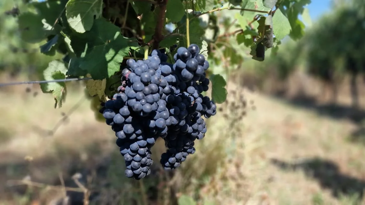 I dag beskæres hver enkelt vinstok kraftigt, så der kun udvikles druer på den nederste del af planten. Druerne er til gengæld store og saftige. Høstmaskinen klarer op til 8-9 hektar vinstokke at høste på en god dag.