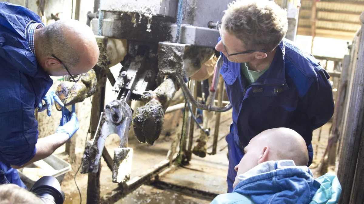 - Alle de steder, hvor de kæmper med fodbad og spray, der gør de stort set aldrig noget ved kvierne. Og jeg er sikker på, at hvis de startede med at undgå digital dermatitis ved deres kvier, så havde de halveret, eller endnu mere, digital dermatitis ved deres køer, sagde Kurt Bach. Arkivfoto: Tenna Bang