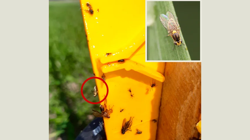 Angreb af bygfluens larver kan gøre stor skade på vårhvede - her ses bygfluer fanget på en gul limpladesidst i maj. Foto: Anders D. Jørgensen, VKST.