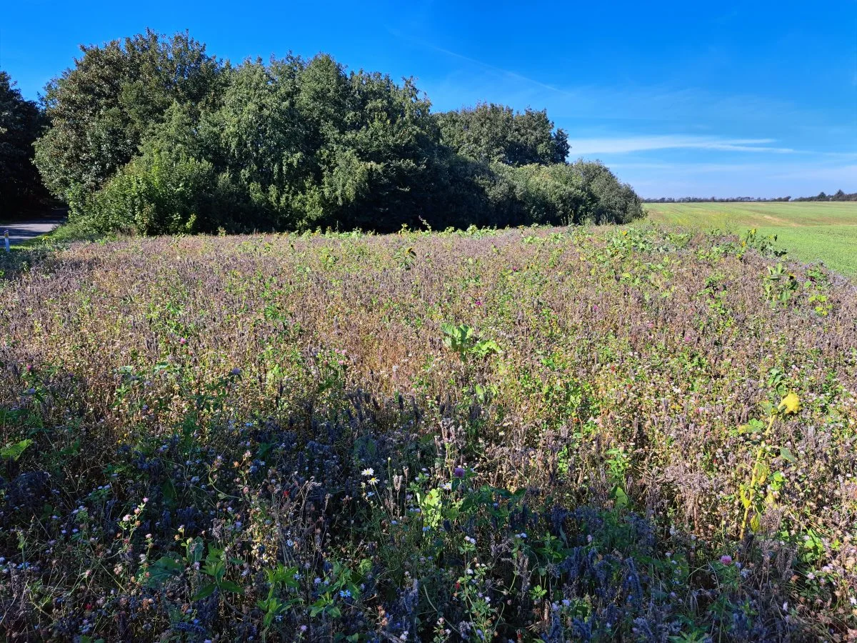 Et lidt besværligt hjørne i Claus Christensens mark er nu overgivet til naturen som en blomstrende have. Foto: Louis Andreas Michaelsen.