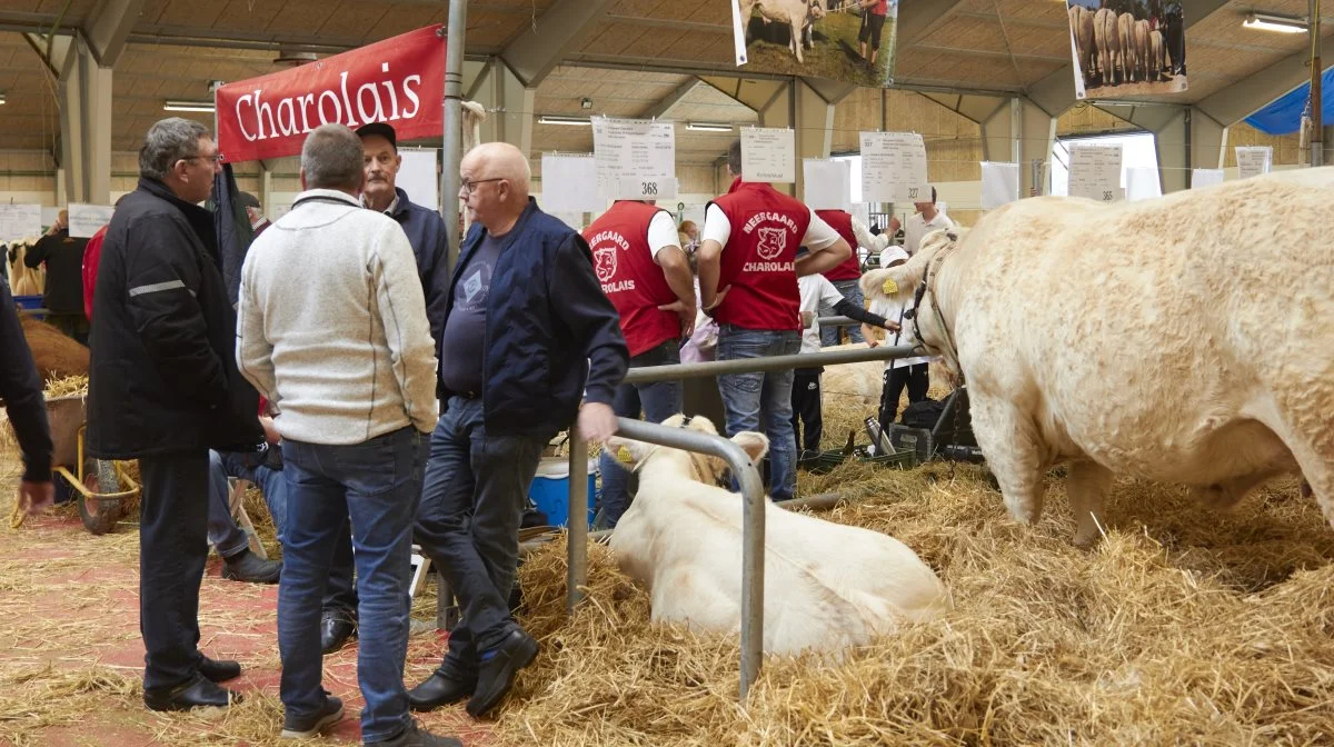 Fredag og lørdag er der Kimbrerskue i Aars i Himmerland. Fotos: Tenna Bang 