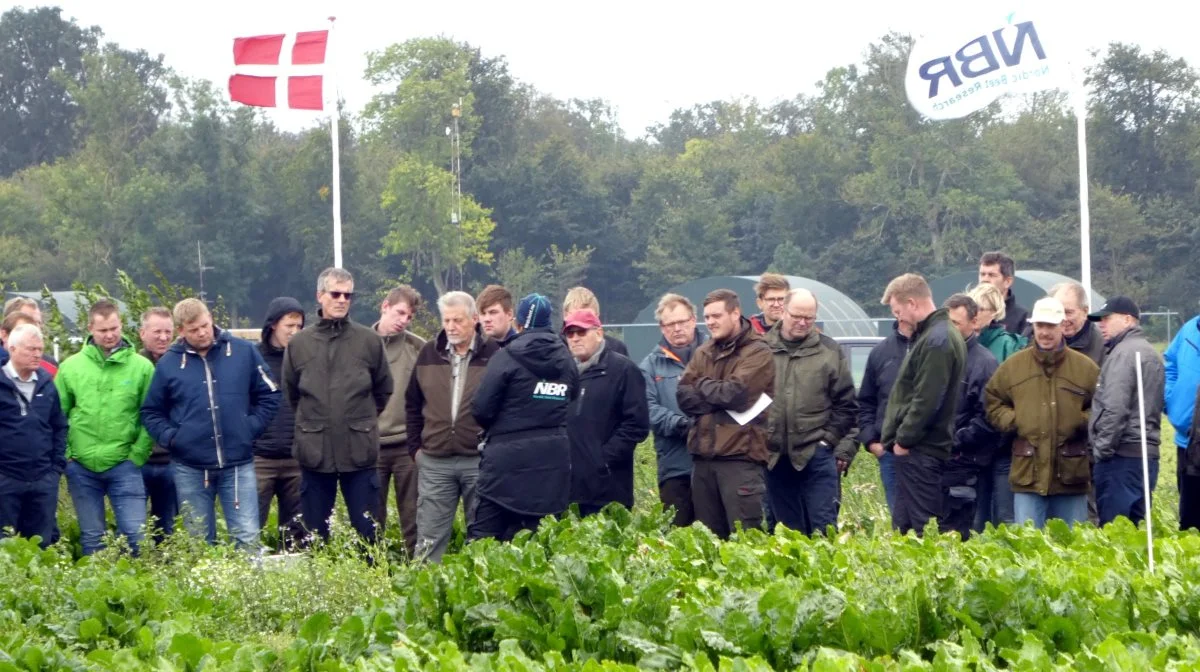 Valg af næste års sorter i sukkerroer er et punkt på Markdemo-dagen på Sofiehøj Forsøgscenter tirsdag den 24. oktober. Her ses markdemo et tidligere år på Sofiehøj. Foto: Jørgen P. Jensen