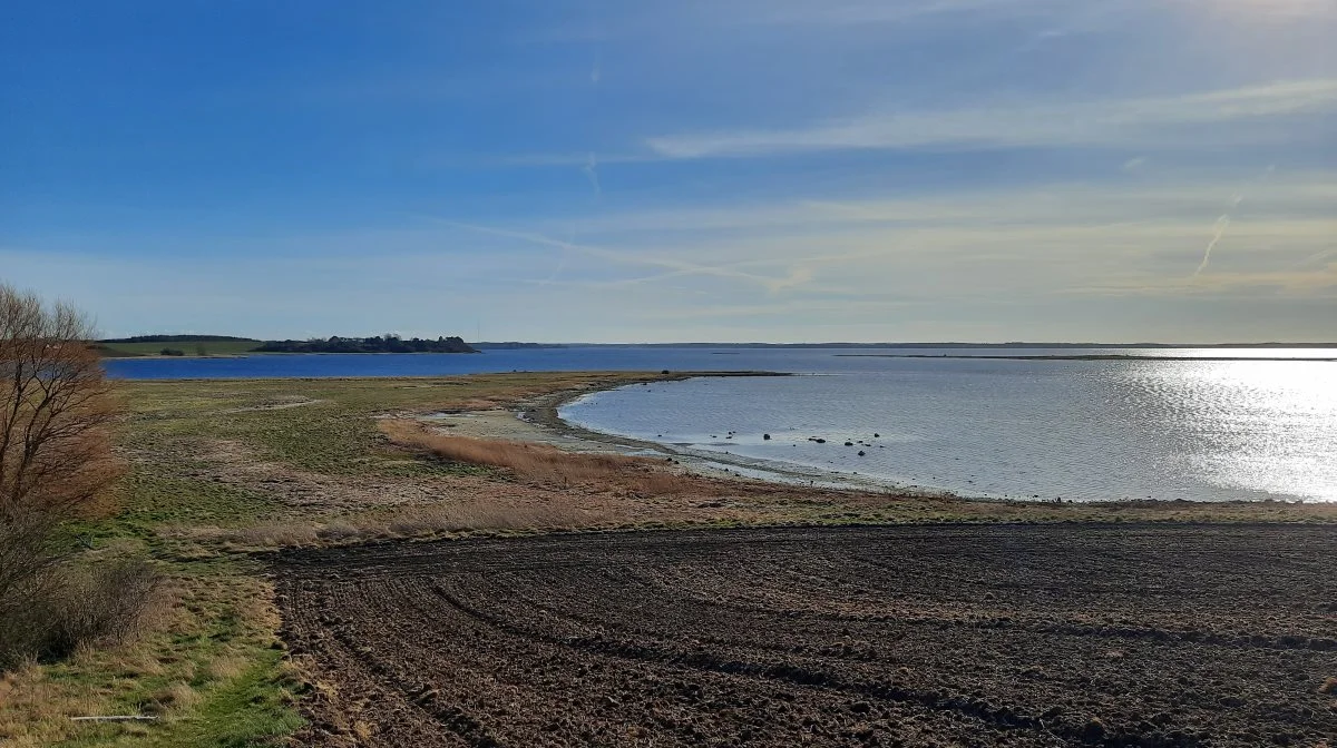 Områder som for eksempel Roskilde Fjord får nu massive krav til efterafgrøder. Foto: VKST