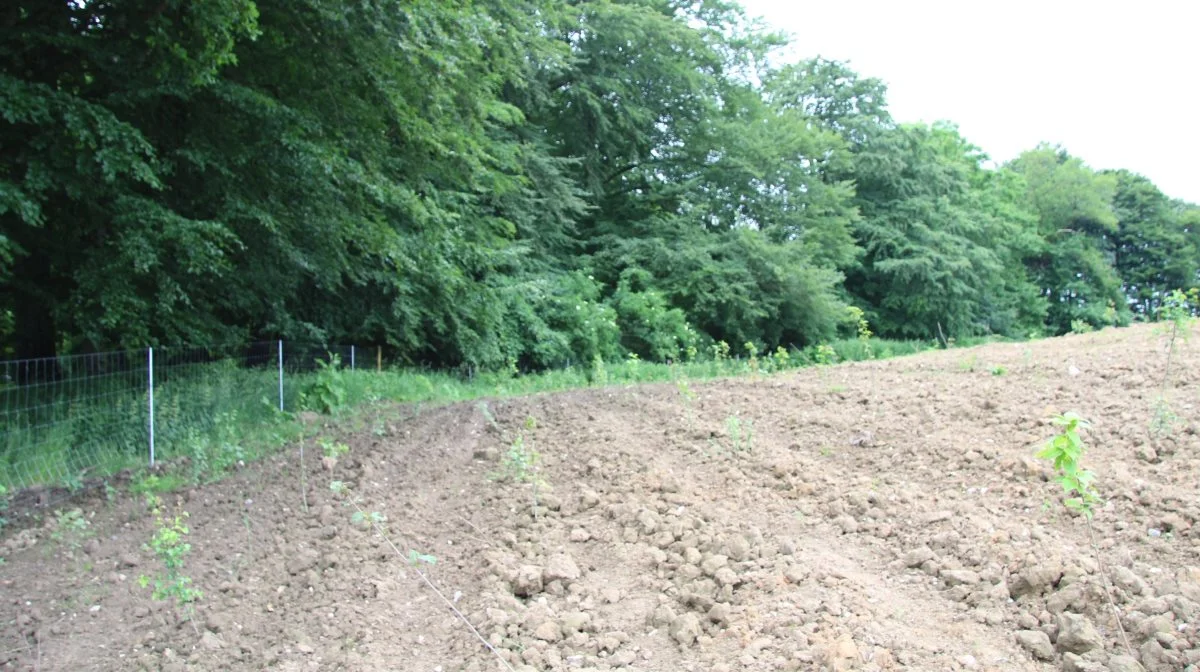 Klimaskovfonden gør det muligt at søge støtte til at rejse skov eller udtage lavbundsarealer. Arkivfoto