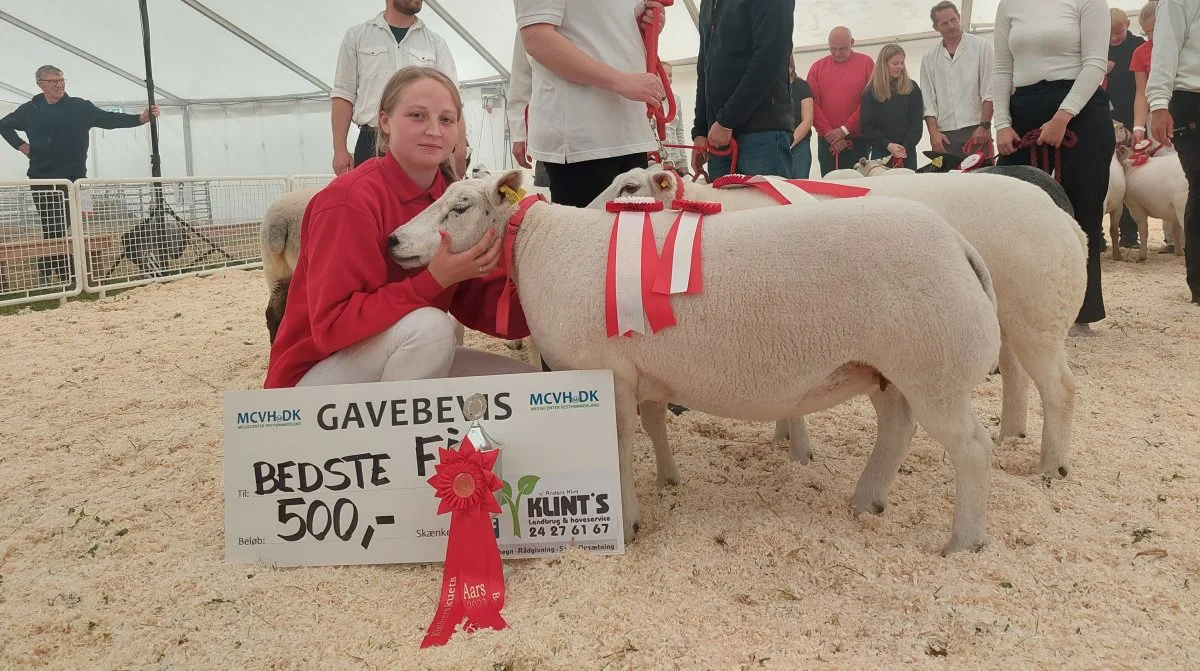 Bedste får: Texel fra Svalhøjhus Texel ved Clara og Walter Jakobsen, Hadsund