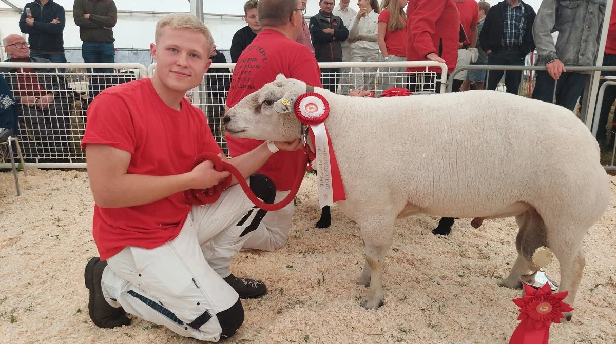 Bedste vædder: Texel fra Brøggers Texel, Hadsten