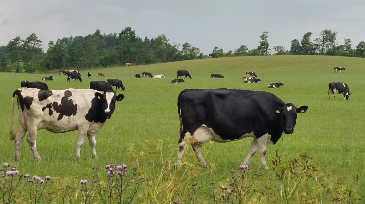 I projektet Ø-ko-avl vil det blandt andet blive undersøgt, hvilke egenskaber forbrugerne anser som vigtige i forhold til økologiske produkter, herunder reduceret metanudledning, mælkekvaliteten og bedre dyrevelfærd. Arkivfoto: Line Brusgaard