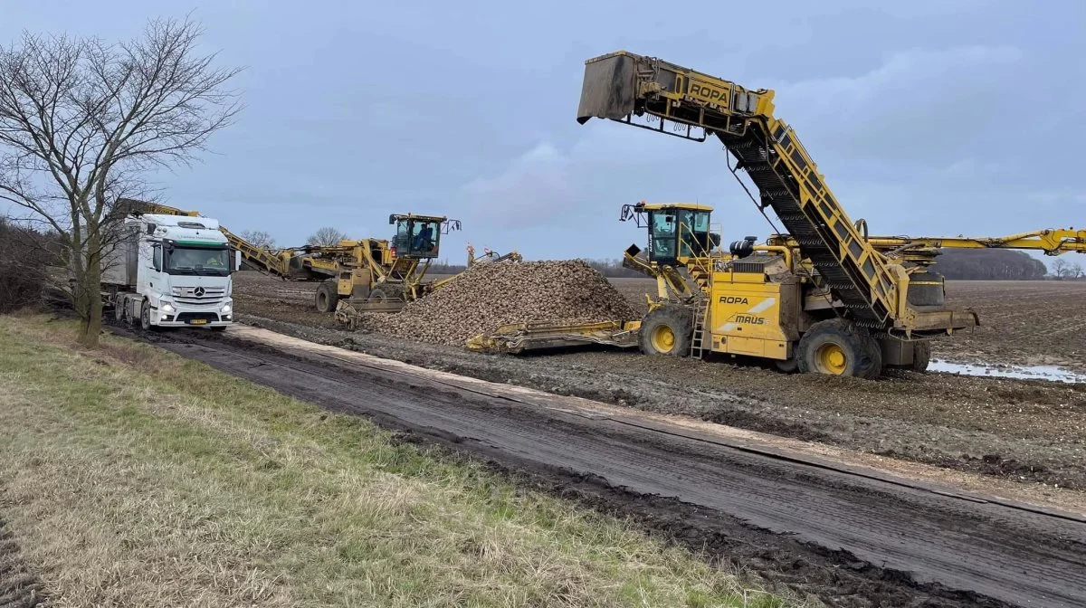 Med en særtransporttilladelse må roeoptagere og andre store landbrugsmaskiner nu køre på det danske vejnet. Foto: DM&E