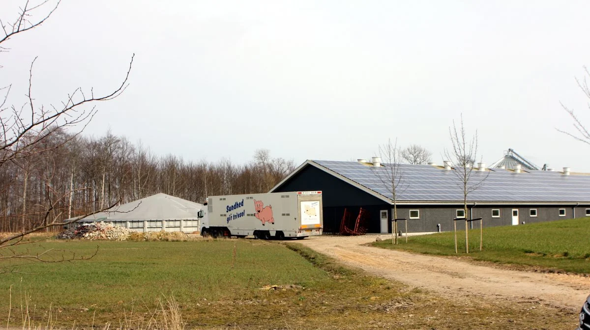 Strømforbruget i en svinestald, gør det næsten altid til en god ide at have solceller på taget. Arkivfoto