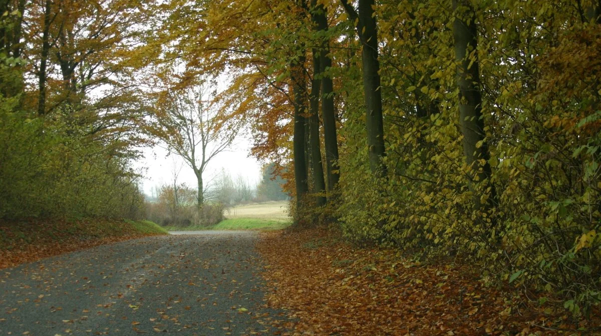 Smukke farver og skøn frisk luft er en af fordelene ved efterårets komme, og det er skønt at nyde fra hesten ryg. Og nydelsen bliver størst, når udstyr og sikkerhed er i orden. Arkivfoto
