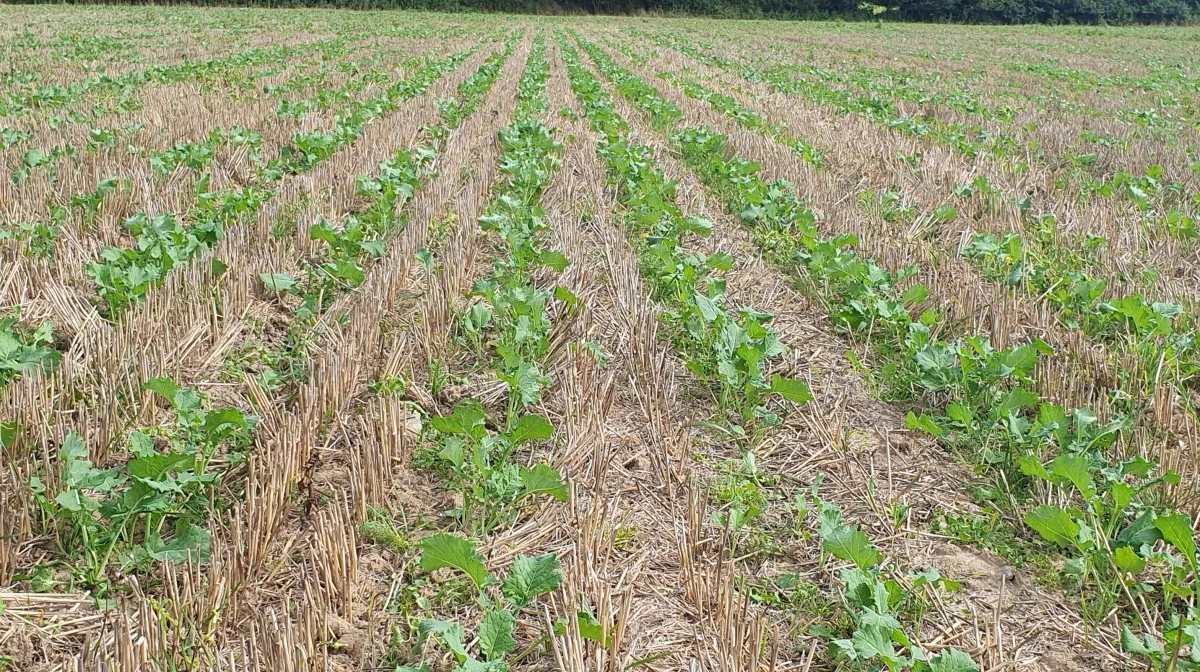 Niels Hansen viser sine strip-till-raps frem, når FRDK holder demodag på bedriften ved Haslev den 6. november. Pressefoto