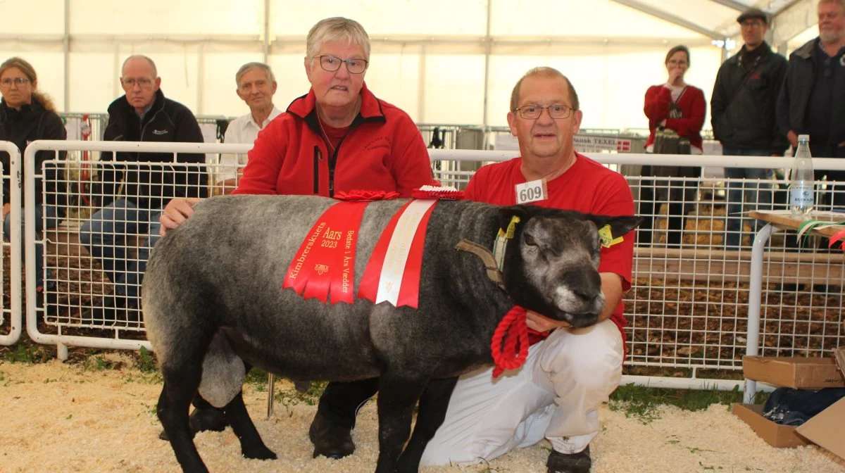 Bedste etårs vædder fra Landlyst Texel.
